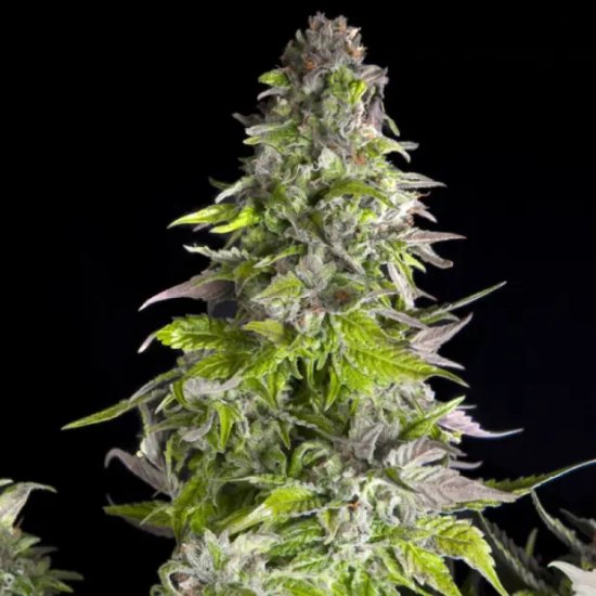 Pyramid Seeds Romulan - feminised