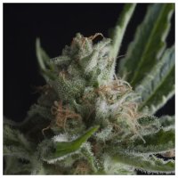 Pyramid Seeds Shark CBD - feminised