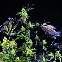 Pyramid Seeds Sunset Sherbet - feminised