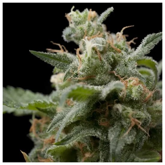 Pyramid Seeds Super Hash - feminised