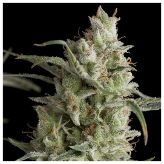 Pyramid Seeds Super OG Kush - feminised