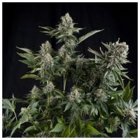 Pyramid Seeds White Widow - feminised