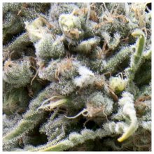 Pyramid Seeds White Widow CBD - feminised