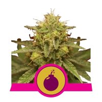 Ripper Seeds Acid Dough - feminised