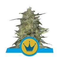 Ripper Seeds Kmintz - feminised