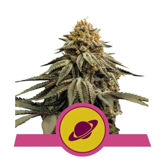 Ripper Seeds Sour Ripper - feminised