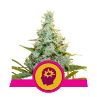 Royal Queen Seeds AMG Amnesia Mac Ganja - feminised