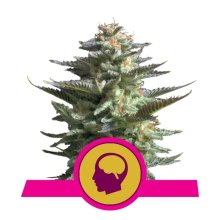 Royal Queen Seeds Amnesia Haze - feminised