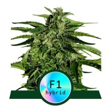 Royal Queen Seeds Apollo F1 Auto - feminised