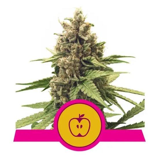 Royal Queen Seeds Apple Fritter USA Premium - feminised