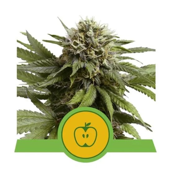 Royal Queen Seeds Apple Fritter USA Premium Auto - feminised