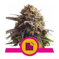 Royal Queen Seeds Biscotti USA Premium - feminised