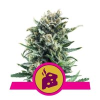 Royal Queen Seeds Blue Cheese - feminised