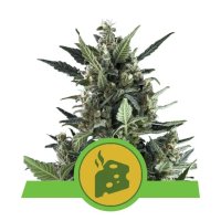 Royal Queen Seeds Blue Cheese Auto - feminised