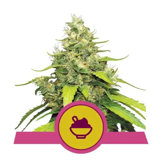 Royal Queen Seeds Blue Gelato USA Premium - feminised