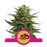 Royal Queen Seeds Blue Mystic - feminised