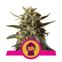 Royal Queen Seeds Bubblegum XL - feminised