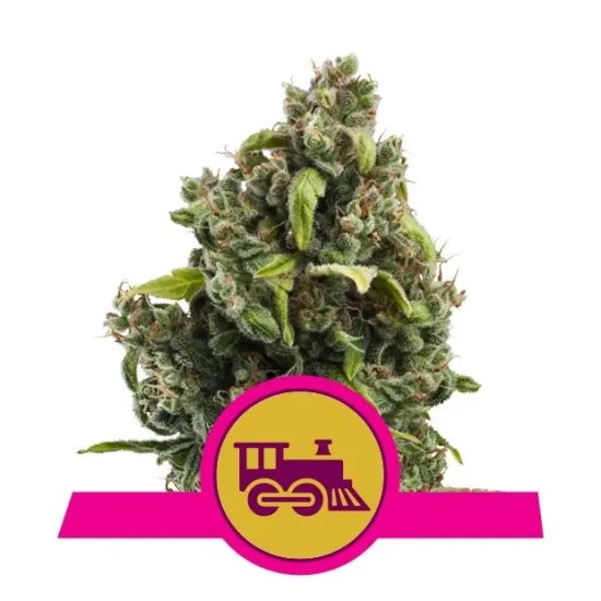 Royal Queen Seeds Candy Kush Express-Fast - feminised