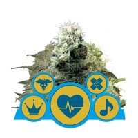 Royal Queen Seeds CBD Mix / Medical Mix - feminised