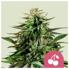 Royal Queen Seeds Cherry Pie USA Premium - feminised