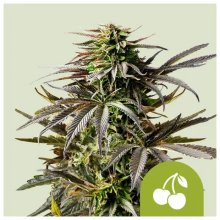 Royal Queen Seeds Cherry Pie USA Premium Auto - feminised