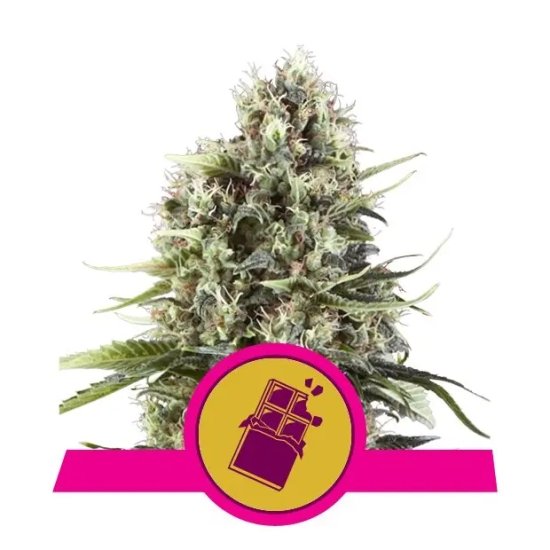 Royal Queen Seeds Chocolate Haze - feminised