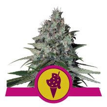 Royal Queen Seeds Cookies Gelato USA Premium - feminised