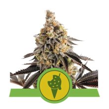 Royal Queen Seeds Cookies Gelato USA Premium Auto - feminised