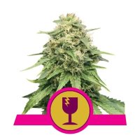 Royal Queen Seeds Critical - feminised