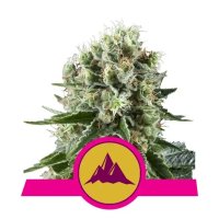 Royal Queen Seeds Critical Kush - feminised