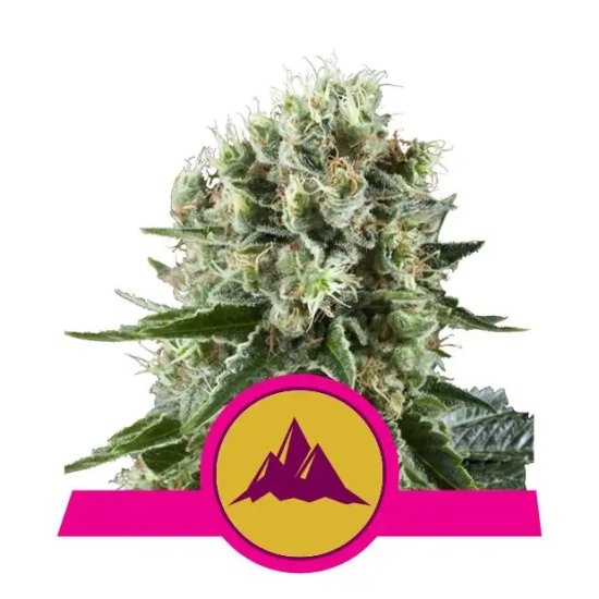 Royal Queen Seeds Critical Kush - feminised