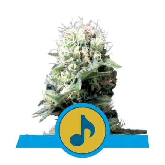 Royal Queen Seeds Dance World CBD - feminised