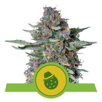 Royal Queen Seeds Do-Si-Dos USA Premium Auto - feminised