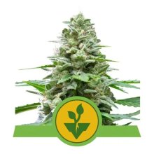 Royal Queen Seeds Easy Bud Auto - feminised