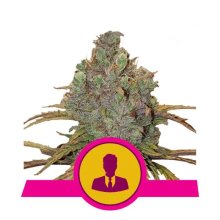 Royal Queen Seeds El Patron - feminised