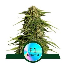 Royal Queen Seeds Epsilon F1 Auto - feminised