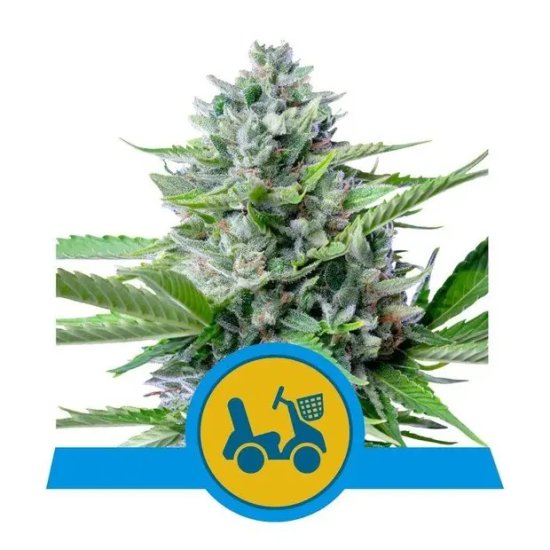 Royal Queen Seeds Fast Eddy Auto CBD - feminised