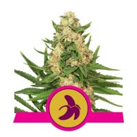 Royal Queen Seeds Fat Banana USA Premium - feminised