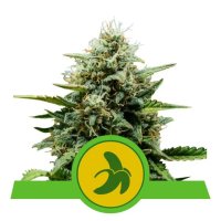 Royal Queen Seeds Fat Banana USA Premium Auto - feminised