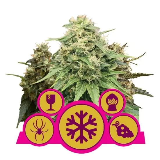 Royal Queen Seeds Feminized Mix - feminised