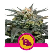 Royal Queen Seeds Fruit Spirit - feminised