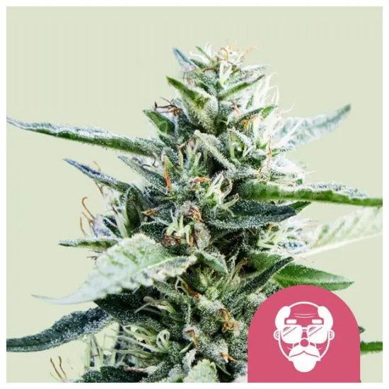 Royal Queen Seeds Granddaddy Purple USA Premium - feminised