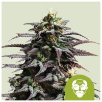 Royal Queen Seeds Granddaddy Purple USA Premium Auto - feminised