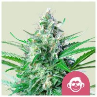 Royal Queen Seeds Grape Ape USA Premium - feminised