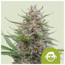 Royal Queen Seeds Grape Ape USA Premium Auto - feminised