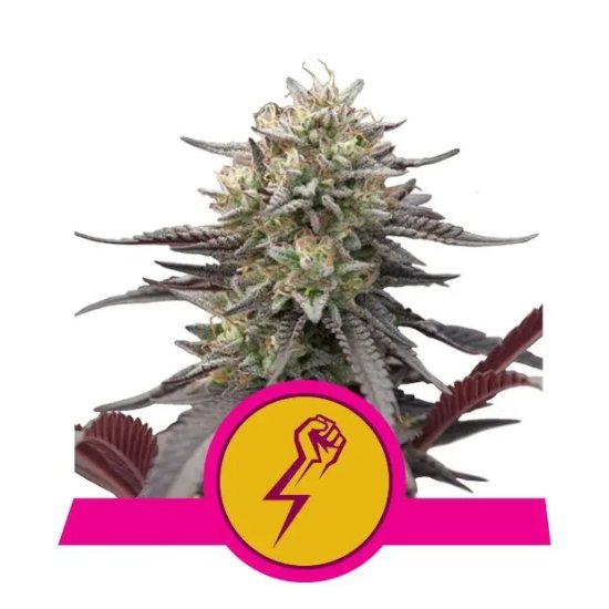 Royal Queen Seeds Green Crack Punch USA Premium - feminised