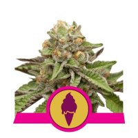 Royal Queen Seeds Green Gelato USA Premium - feminised