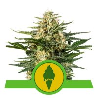 Royal Queen Seeds Green Gelato USA Premium Auto - feminised