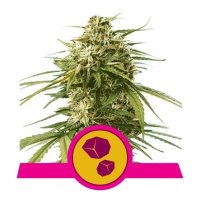 Royal Queen Seeds Gushers USA Premium - feminised