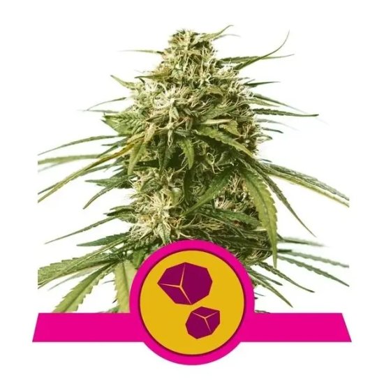 Royal Queen Seeds Gushers USA Premium - feminised